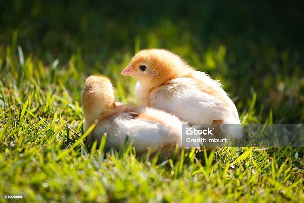 Pollito dorado - Foto de stock de Agricultura libre de derechos