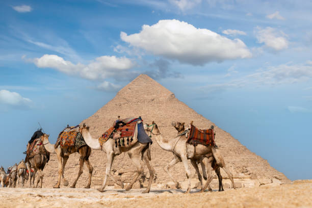 camel caravan in front of the great pyramid. cairo. egypt. - egypt camel pyramid shape pyramid imagens e fotografias de stock