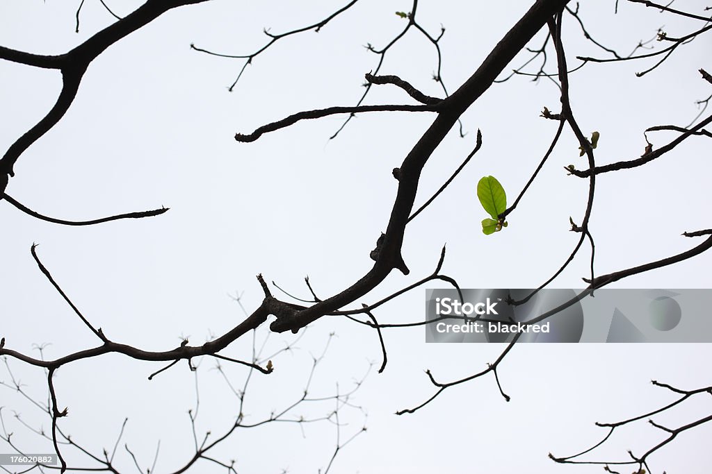 Foglia di primavera - Foto stock royalty-free di Albero