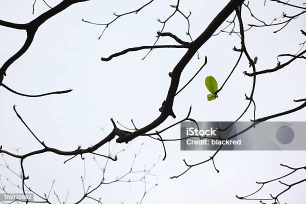 Folha De Primavera - Fotografias de stock e mais imagens de Beleza natural - Beleza natural, Botão - Estágio de flora, Cena Não Urbana