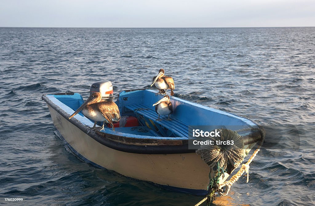 Three pelicans on a motor boat Animal Stock Photo
