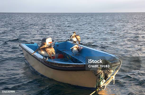 Three Pelicans On A Motor Boat Stock Photo - Download Image Now - Animal, Beak, Bird