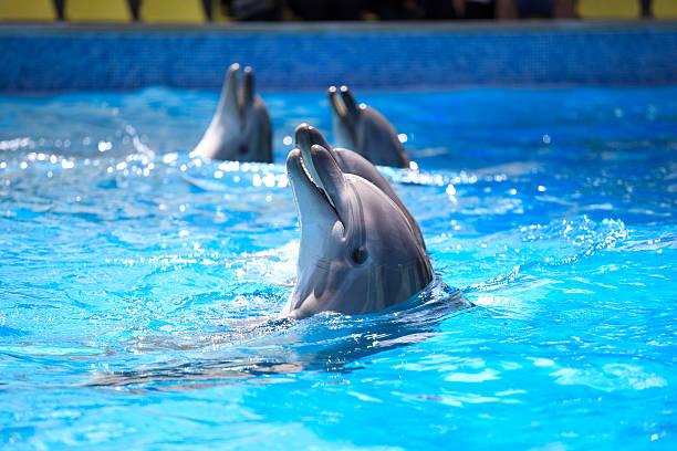 dauphins jouant dolphinarium - animaux en captivité photos et images de collection