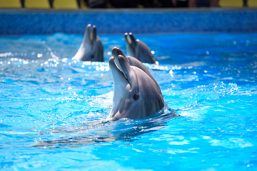 A man stands on two dolphins in a pool.