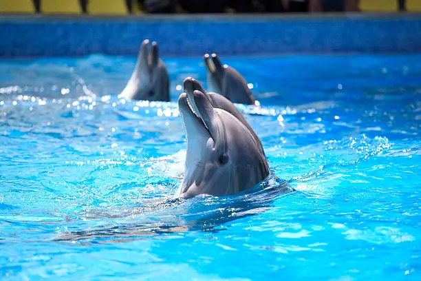 Photo of Dolphins acting dolphinarium