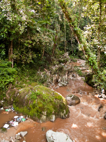 Rubbish heaps in rainforest.