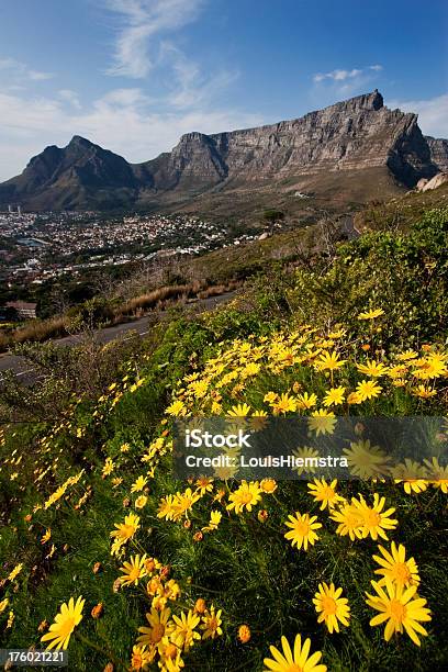 Table Mountain Stockfoto und mehr Bilder von Berg - Berg, Bildhintergrund, Blume