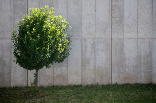 Bright fresh green tree with round shape stands in front of a plain clean concrete wall