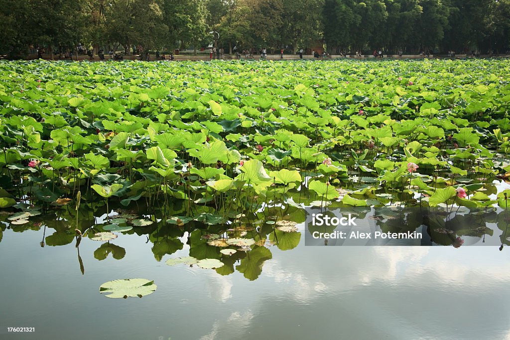 Lotus dans le lac Green, Kunming - Photo de Beauté libre de droits