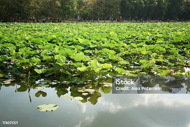 Photo libre de droit de Lotus Dans Le Lac Green Kunming banque d'images et plus d'images libres de droit de Beauté - Beauté, Beauté de la nature, Chine