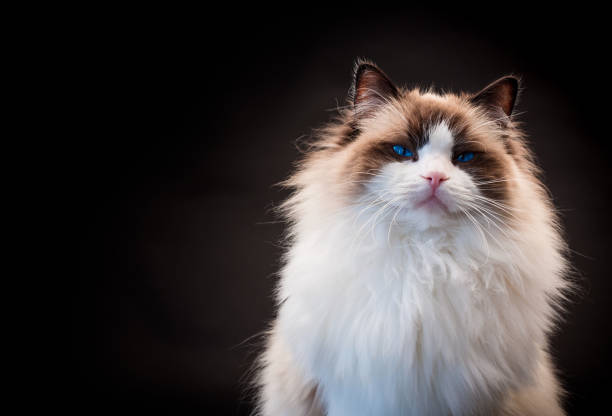 istock Beautiful young healthy Ragdoll cat on a black background. 1760214191