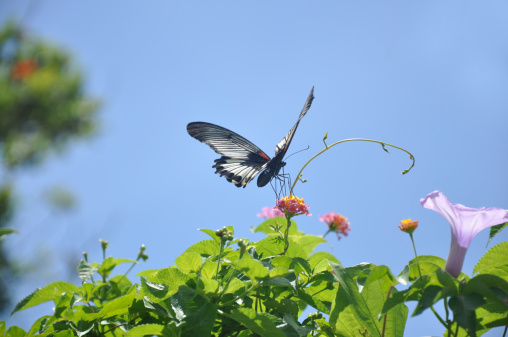 Papilio Memnon / Great Mormon Butterfly