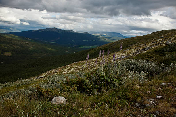 istock Summer in the Norwegian mountains. 176021638