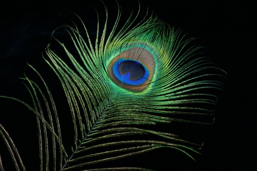 Colorful peacock feather on a black background.