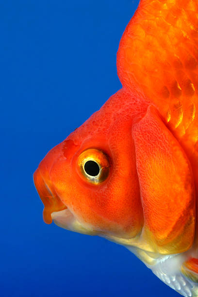 fish face stock photo