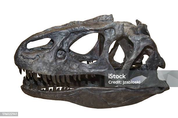 Trex Totenkopf Stockfoto und mehr Bilder von Alt - Alt, Archäologie, Ausgestorbene Tierart