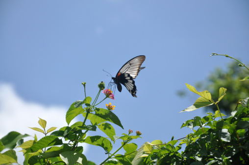 Papilio Memnon / Great Mormon Butterfly