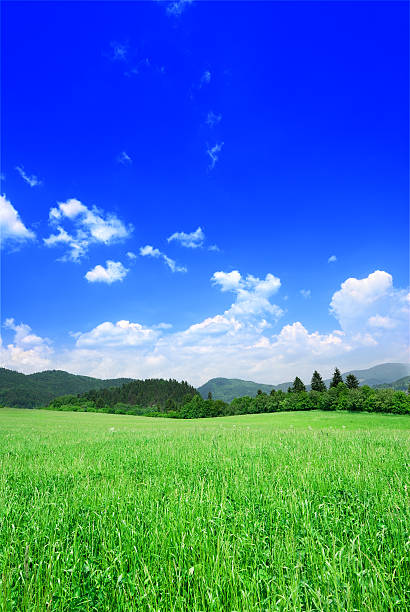 istock Green field and white clouds in the blue sky 176022427