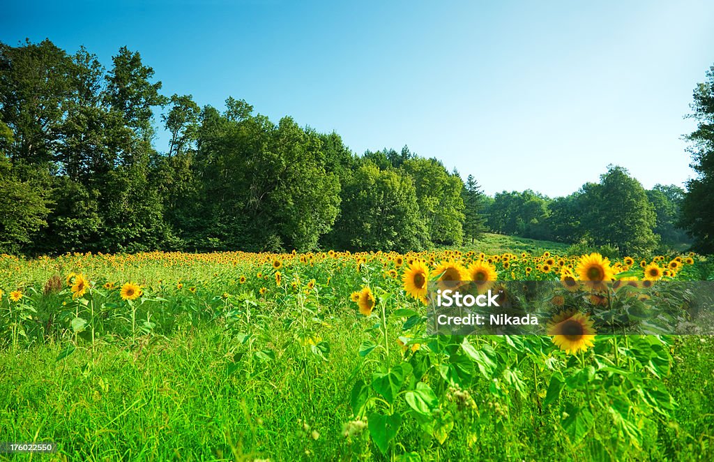 Bela natureza com Sunflowers - Royalty-free Agricultura Foto de stock