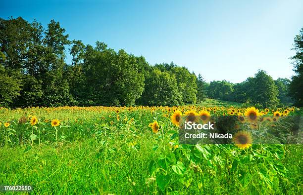 Bela Natureza Com Sunflowers - Fotografias de stock e mais imagens de Agricultura - Agricultura, Amarelo, Ao Ar Livre
