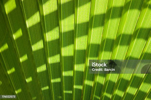 Hoja De Palmera Foto de stock y más banco de imágenes de Hoja de palmera - Hoja de palmera, Patrones visuales, Abstracto