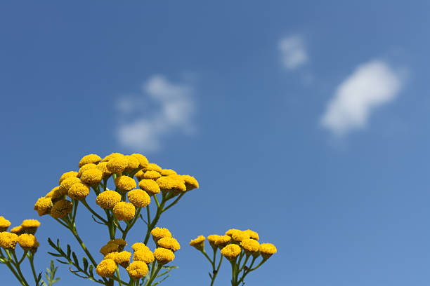 Yellow wildflowers and blue sky with some clouds.See also my lightbox with doors and windows: