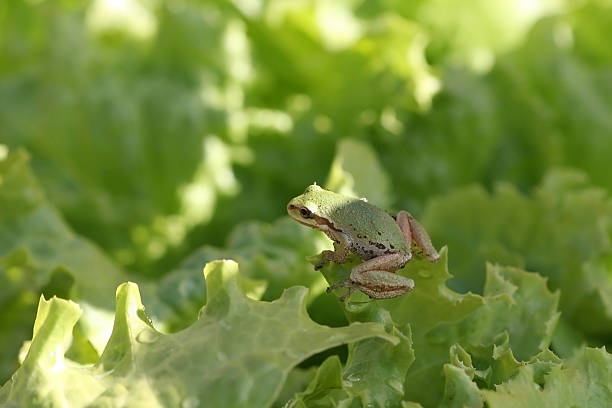 Green Tree Frog stock photo