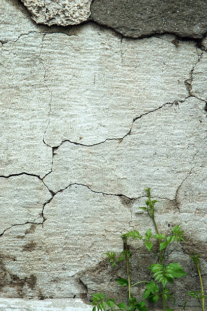 istock gray wall and green plant 176022742