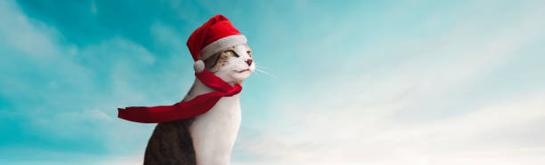 istock panoramic - beautiful cat with scarf and santa claus hat with blue sky background 1760227546