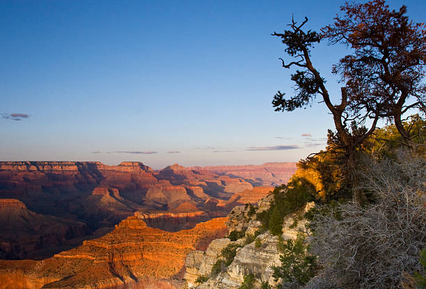 istock Grand Canyon and Pines at Twilight 176022793