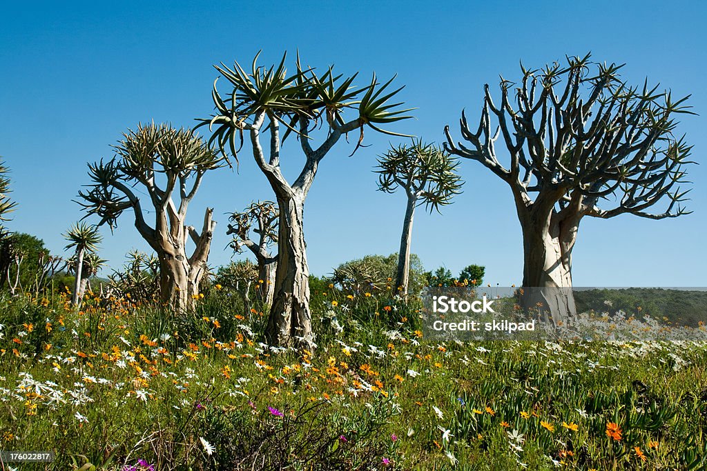우발적인 나무, 개척시대의 국화와 - 로열티 프리 남아프리카공화국 스톡 사진