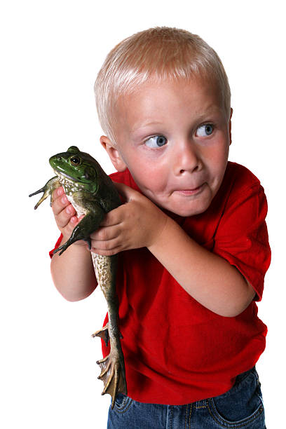 Boy holding bullfrog sneaking around a young inquisitive boy holding a large green bullfrog sneaks around ready to surprise someone.  Focus on boys eyes. bullfrog photos stock pictures, royalty-free photos & images