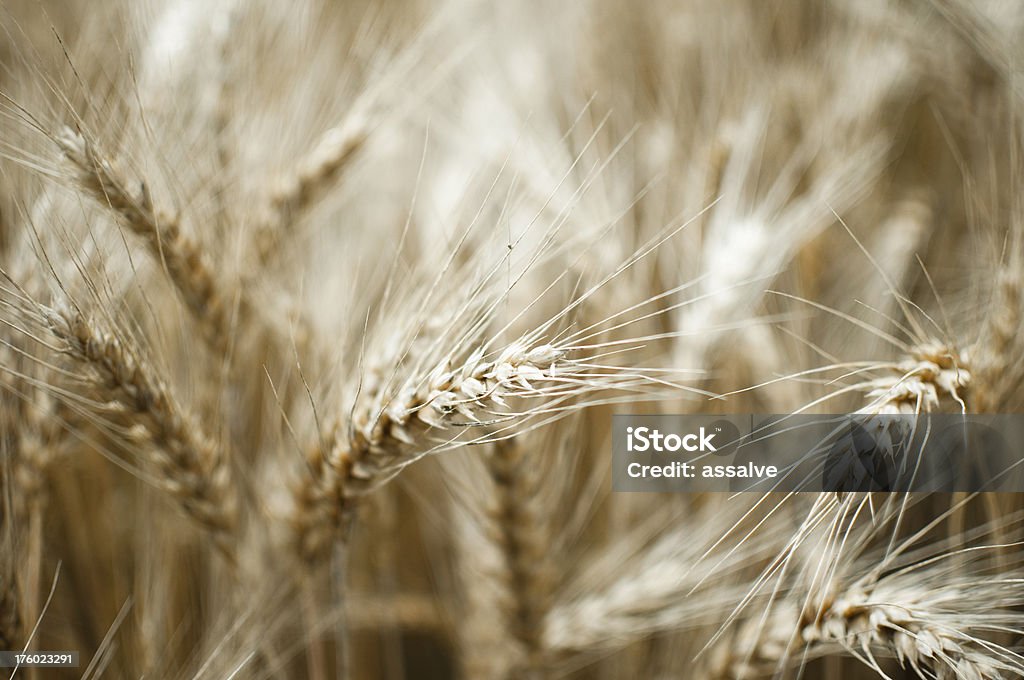 Trigo Plano aproximado - Royalty-free Agricultura Foto de stock