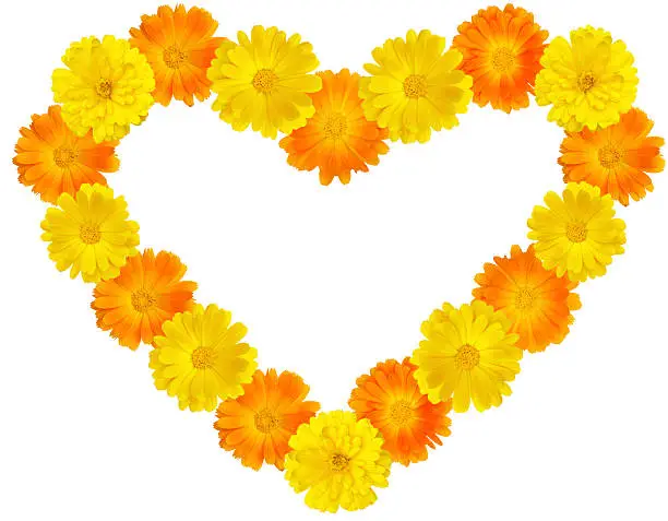 Heart shape made of marigold flower heads on a white background.
