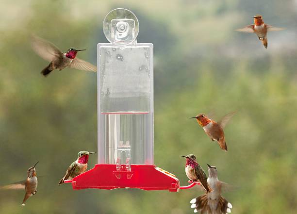 コロラド Hummingbirds ストックフォト