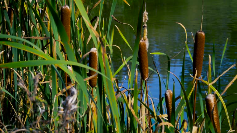 4K Footage of Bullrushes and Reeds