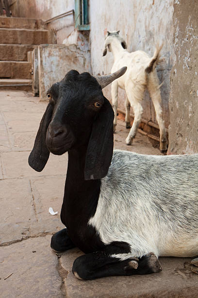 ziegen in varanasi - india ganges river goat steps stock-fotos und bilder