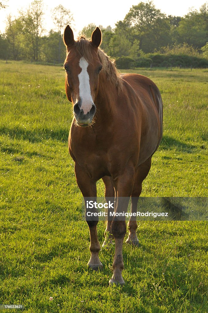 Chevaux au coucher du soleil - Photo de Aliments et boissons libre de droits