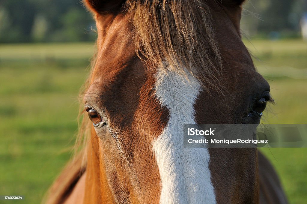 Pferd bei Sonnenuntergang - Lizenzfrei Braun Stock-Foto