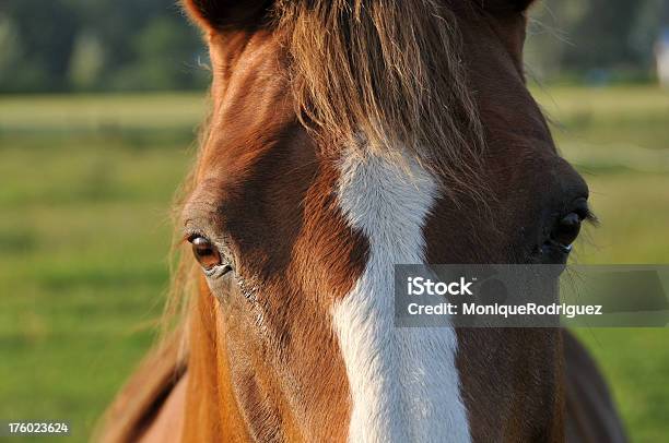 Cavalli Al Tramonto - Fotografie stock e altre immagini di Ambientazione esterna - Ambientazione esterna, Animale, Campo