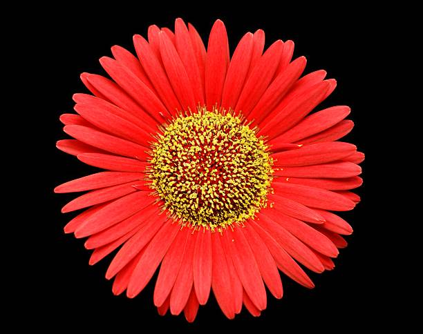 rojo gerbera flower aislado en negro - perfection gerbera daisy single flower flower fotografías e imágenes de stock