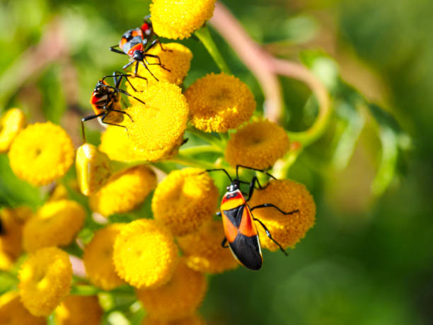 istock Harlequin Beetles on Yellow Tansy Flowers 1760247781