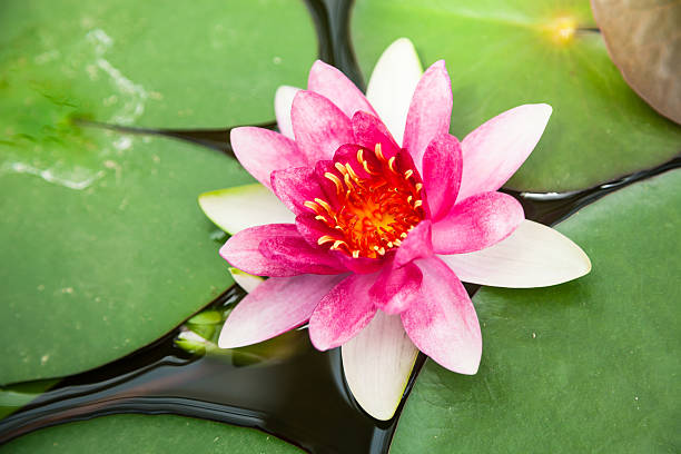 lírio de água-de-rosa - lotus root water lotus plant - fotografias e filmes do acervo