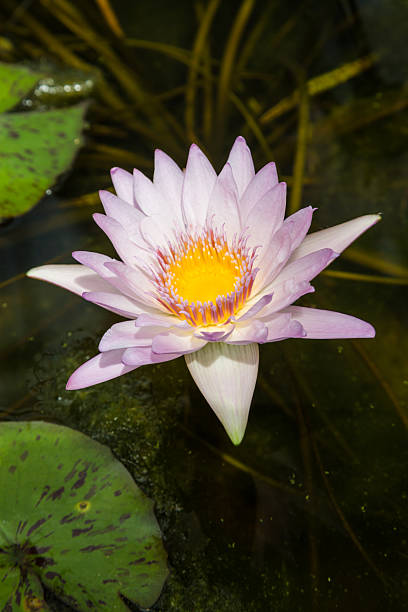 roxo lírio d'água - lotus root water lotus plant - fotografias e filmes do acervo