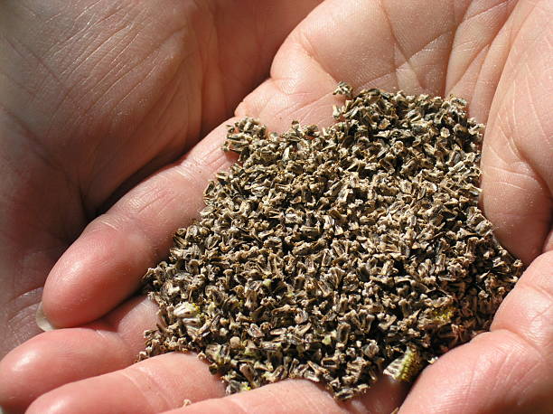 Gathered wild flower seeds in folded hands.
