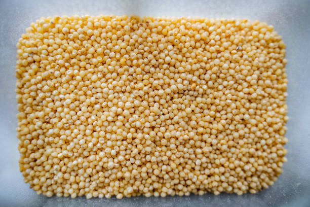 hirse aus nächster nähe. wein auf getreide. hirsebrei von gelber farbe. - corn on the cob corn crop macro close up stock-fotos und bilder
