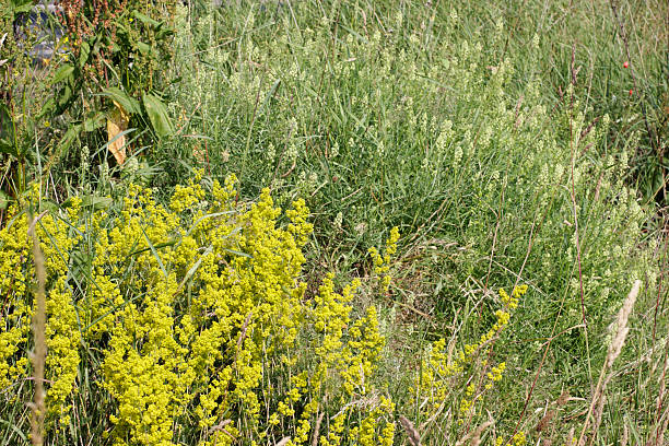 Yellow flowers in grass lady's bedstraw Galium verum This is a wildflower bank alongside a road in Mitcham, Surrey. Regarding the prominent yellow flower, lady's bedstraw, legend relates that Our Lady the Virgin Mary prepared the manger in Bethlehem with bedstraw. This herb's honey-scented flowers and hay-scented dried foliage were traditionally used as mattress stuffing. In the Middle Ages it was used to colour lady's hair, giving rise to the alternative name 'maid's hair'. In the background is wild mignonette ((Reseda lutea)), and a large dock plant. reseda lutea stock pictures, royalty-free photos & images