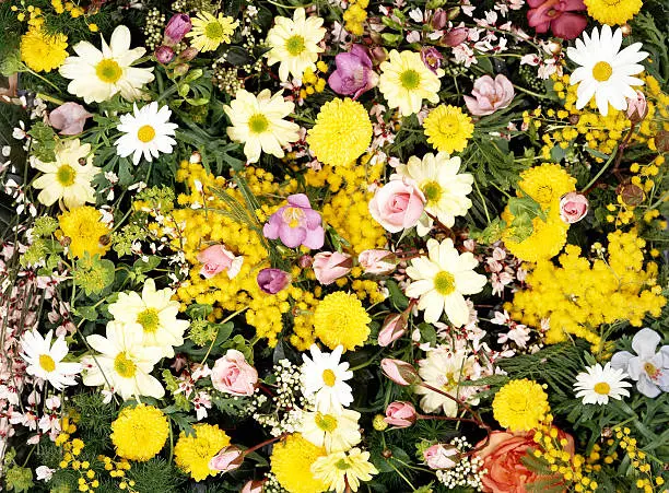 Assortement of colorful flowers