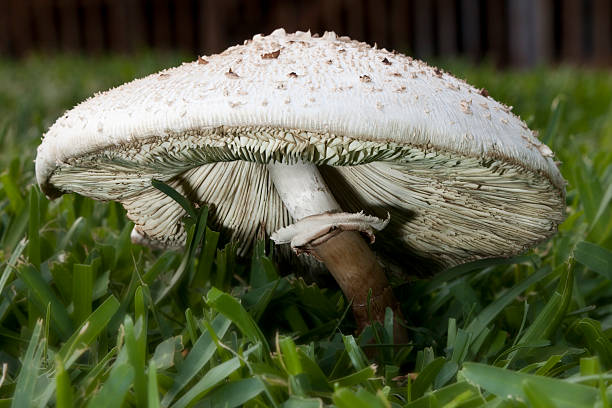 Grande cogumelo - foto de acervo