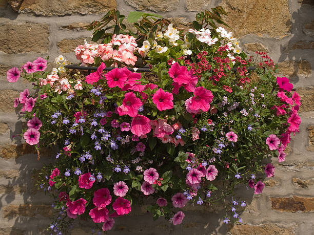istock Hanging flower basket on stone cottage wall 176025608